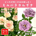 わけあり! どっちが咲くかはお楽しみ ミニバラ コルダナ 9cmポット 3号 カルーセルコルダーナ ラベンダーコルダナ 紫 桃 薔薇 ガーデニング 可愛い バラ...