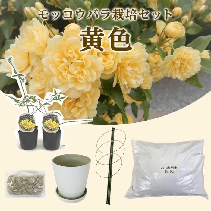 【予約・早割】モッコウバラ 栽培 セット 苗木 黄色 イエロー 9cmポット ガーデニング つるバラ 木香薔薇 バラ 薔薇 rose 送料無料 【10月上旬より順次発送】のサムネイル