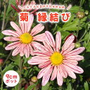 菊 縁結び 9cmポット 花苗 キク 山野草 一重中輪咲き 多年草 マム