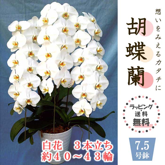【送料無料】 コチョウラン（胡蝶蘭） 白花 3本立ち 約40～43輪 7.5号鉢 ラッピング 無料 お祝い 誕生日 開店祝い