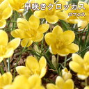 【予約・早割】 早咲き クロッカス 球根 ロマンス 7球 イエロー 黄 秋植え crocus 寄せ植え 花壇 花の大和 【10月上中旬より順次発送】