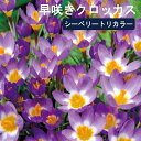 【予約・早割】 早咲き クロッカス 球根 シーベリートリカラー 7球 トリコロール カラー 秋植え crocus 寄せ植え 花壇 花の大和 【10月上中旬より順次発送】