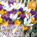 【予約・早割】 ガーデン クロッカス 球根 混合 7球 ミックス カラフル 秋植え crocus 寄せ植え 花壇 花の大和 【10月上中旬より順次発送】