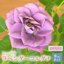 ミニバラ ラベンダーコルダナ バラ 苗 ローズ 9cm 3号 バラ苗 薔薇 四季咲き rose ガーデニング 園芸 可愛い lavender kordana ラベンダー コルダナ 紫 パープル