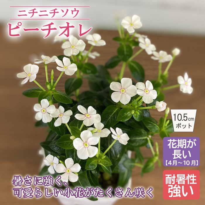 花 苗 ニチニチソウ ミニナツ ピーチオレ ピンク ホワイト 日日草 暑さに強い 花期が長い 10.5cmポット 花苗 インテリア ガーデニングのサムネイル