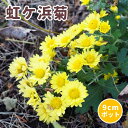 虹ケ浜菊 苗 9cmポット 山野草 野菊 秋咲き 切り花 交雑品種 ニジガハマギク