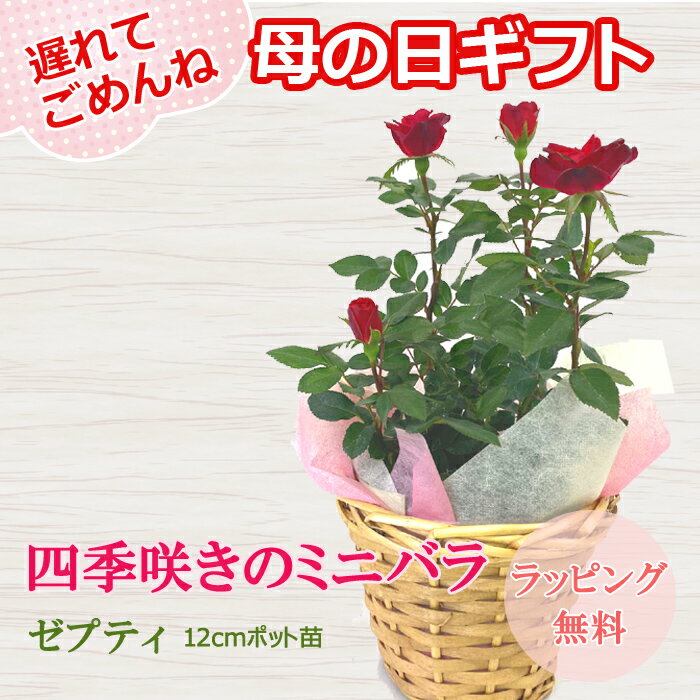 ミニバラ（母の日向き） 遅れてごめんね。母の日 プレゼント バラ 苗 ゼプティ 12cm鉢（ピック付き） ギフト 誕生日 育てやすい ミニバラ バラ苗 薔薇 rose 園芸