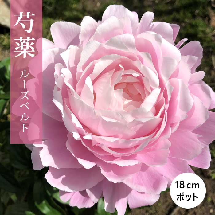 芍薬 苗 ルーズベルト 18cmポット 桃色 しゃくやく シャクヤク ガーデニング プランター 宿根草 宿根 ..