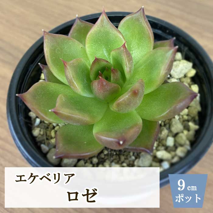 多肉植物 エケベリア ロゼ 9cm ポット echeveria プレミアム サキュレント rose 多年草 多肉 植物 たにく 苗 育てやすい 可愛い