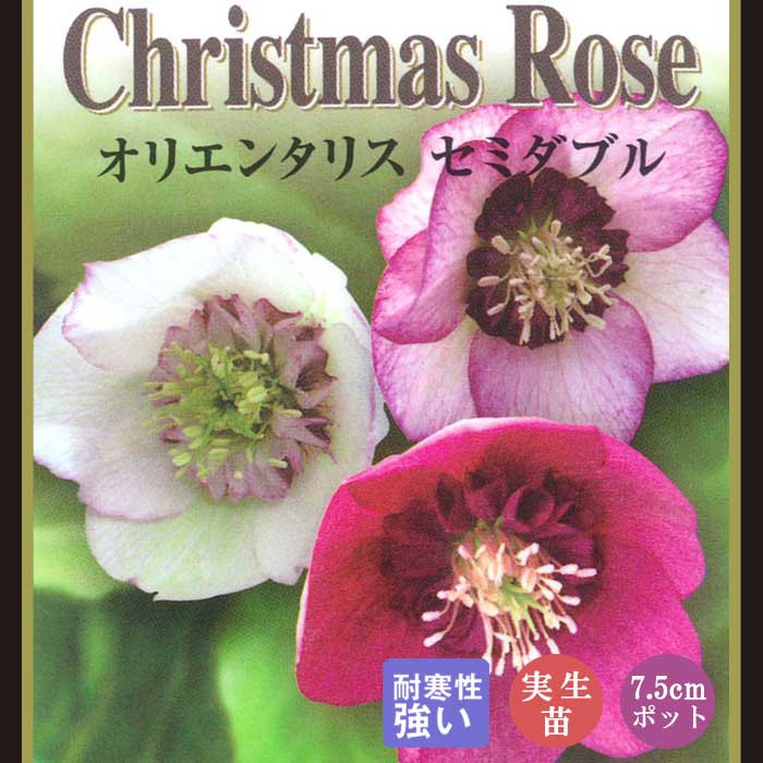 クリスマスローズ 苗 セミダブル 実生苗 7.5cm 実生 冬 花壇 耐寒性 ガーデニング ヘレボルス