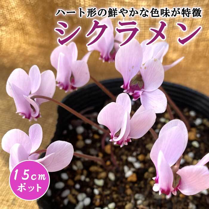 【予約】 原種 シクラメン ヘデリフォリウム 15cmポット苗 【特大球使用】 植えっぱなし 毎年花が咲く 初心者向け 強健品種 cyclamen【10月上旬より順次発送】のサムネイル
