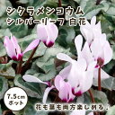 【予約・早割】 シクラメン コウム シルバーリーフ 白花 7.5cmポット 苗 コーム 原種シクラメン 銀葉 半日陰 秋植え 【9月下旬より順次発送】