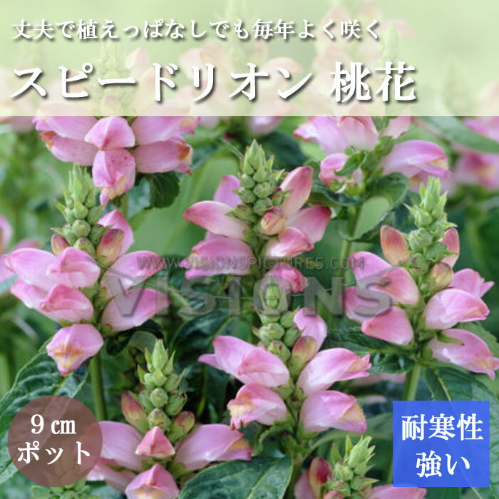 花苗 スピードリオン 桃花 9cmポット ガーデニング お庭作り 耐寒性 宿根草 花 苗 切り花 早生品種のサムネイル