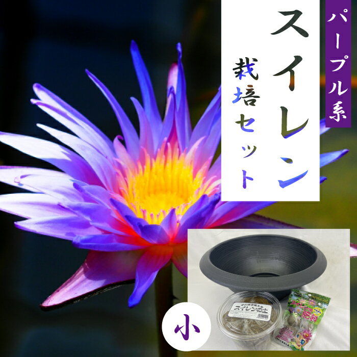   å ѡץ ȭ ϡ  庬 ƻOK ñ water lily nymphaea 