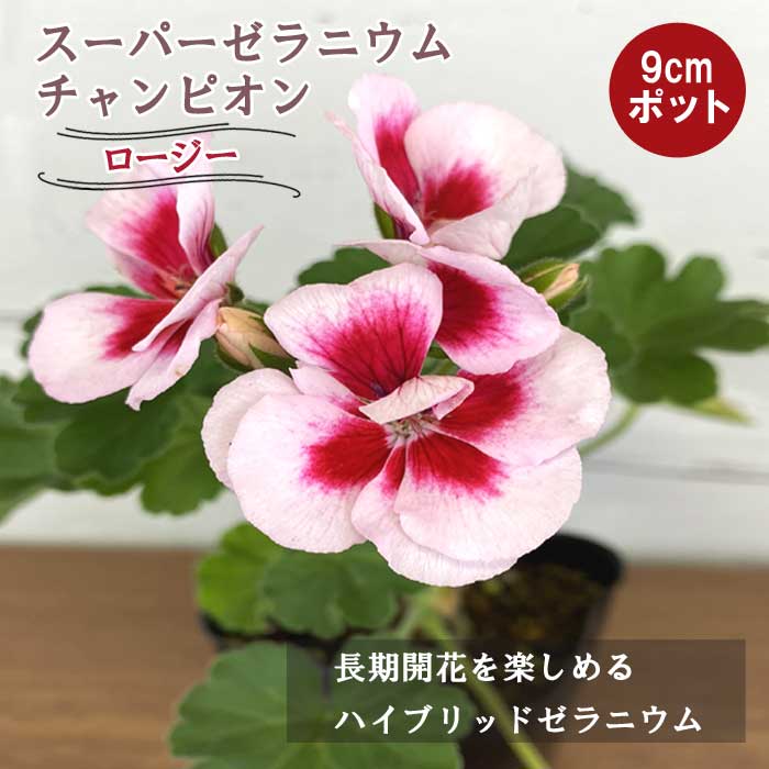 花苗 スーパーゼラニウム チャンピオン ロージー 長期開花 多年草 半耐寒性 ハンギング プランター 苗 ハクサン PWのサムネイル