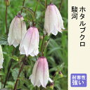 山野草 苗 ホタルブクロ 駿河 9cmポット 和風 茶花 鉢植え 露地植え 多年草 宿根草 カンパニュラ campanula