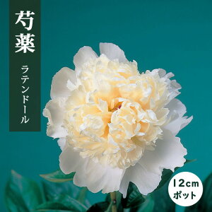 芍薬 苗 ラテンドール 12cmポット 白色 ラテンドレス しゃくやく シャクヤク ガーデニング プランター 宿根草