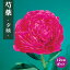 【予約・早割】芍薬 苗 夕映 (ゆうばえ) 12cmポット 赤色 しゃくやく シャクヤク ガーデニング プランター 宿根草 宿根 園芸【10月下旬より順次発送】 1,098円