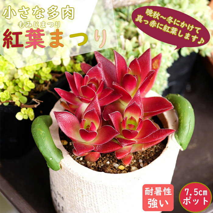 多肉植物 小さな多肉 紅葉まつり 7.5cm ポット クラッスラ 多肉 植物 たにく 苗 育てやすい 小型 可愛い 紅葉 緑 赤 色 変化 寄せ植え 鑑賞用