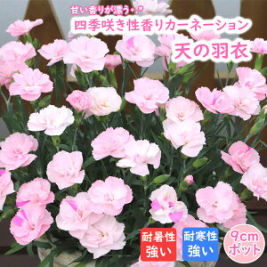 花苗 四季咲き性香りカーネーション 天の羽衣 9cmポット カーネーション 四季咲き 甘い香り 花色変化 八重咲き ガーデニング お庭作り 上品 病気に強い 耐暑性 耐寒性 耐病性 芳香性 花 苗