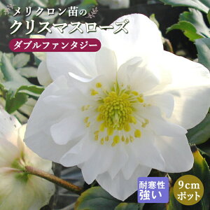 【予約・早割】クリスマスローズ 苗 ダブルファンタジー メリクロン苗 9cmポット 冬 花壇 耐寒性 ガーデニング ヘレボルス ミヨシ【10月中旬より順次発送】