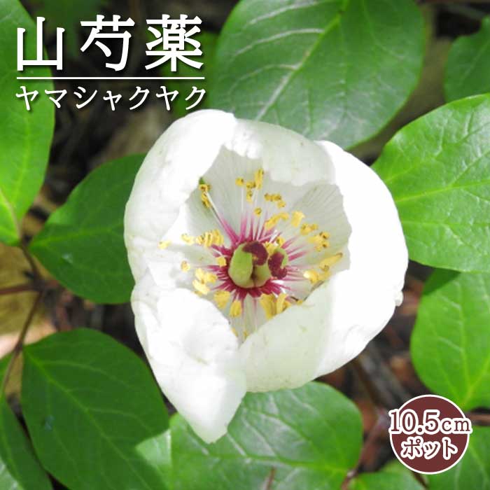 楽天市場】山芍薬 苗の通販 楽天市場】山芍薬 苗の通販