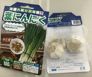 【 種球根 葉にんにく 国産 100g】 葉ニンニク 種 ニンニク 大蒜 にんにく 野菜 やさい ガーリック garlic 家庭菜園 園芸 プランター