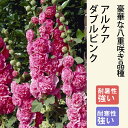 宿根草 苗 アルケア ダブルピンク 9cmロングポット タチアオイ 草丈の高い ボーダー ガーデン 多年草