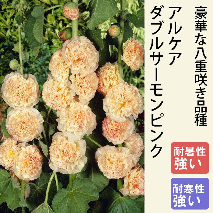 宿根草 苗 アルケア ダブルサーモンピンク 9cmロングポット タチアオイ 草丈の高い しゅっこんそう 多年草のサムネイル