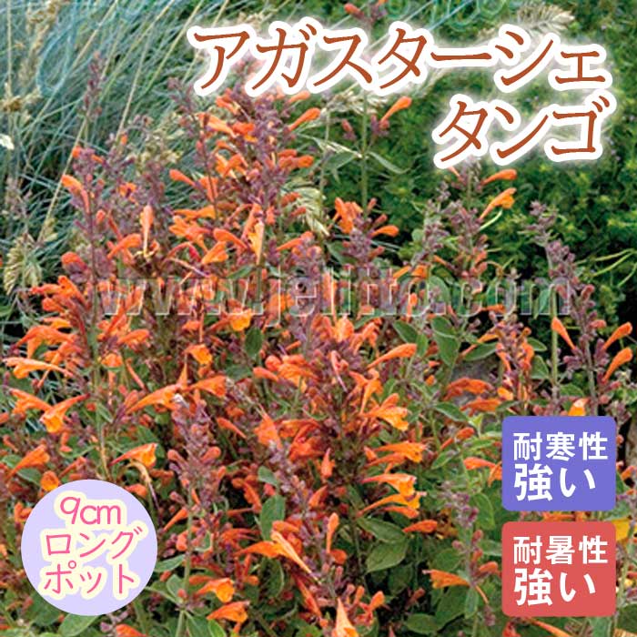 宿根草 苗 アガスターシェ タンゴ 9cmロングポット 暑さに強い しゅっこんそう 多年草 ペレニアルのサムネイル