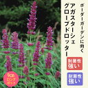 宿根草 苗 アガスターシェ グローブドロッター 9cmロングポット 暑さに強い 耐暑性 しゅっこんそう 多年草 ペレニアル