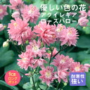 宿根草 苗 アクイレギア ローズバロー 9cmロングポット 切り花向け しゅっこんそう 多年草 ペレニアル