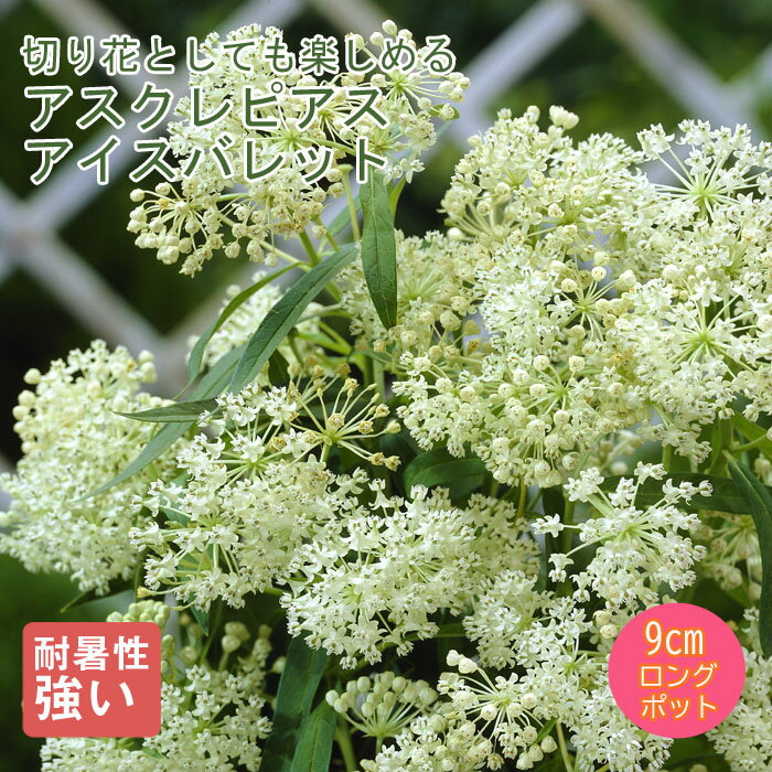 【予約】宿根草 苗 アスクレピアスアイスバレット 9cmロングポット 草丈の高い【12月中旬より順次発送】