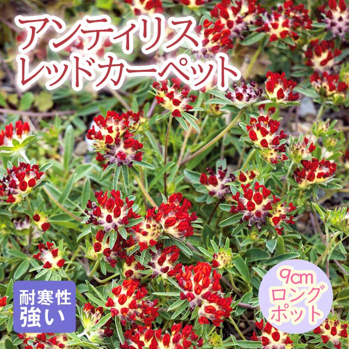 宿根草 苗 アンティリス レッドカーペット 9cmロングポット 草丈の低い しゅっこんそう 多年草 ペレニアル