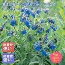 宿根草 苗 アンチューサ アズレア 9cmロングポット 草丈の高い ボーダー ガーデン しゅっこんそう 多年草 ペレニアル