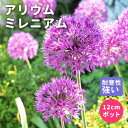 【予約・早割】プレミアム 宿根草 苗 アリウム ミレニアム 12cmポット アリアム しゅっこんそう 多年草【10月中下旬より順次発送】