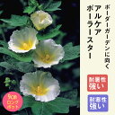 【予約・早割】宿根草 苗 アルケア ポーラースター 9cmロングポット タチアオイ 草丈の高い ボーダー ガーデン 多年草【10月中下旬より順次発送】