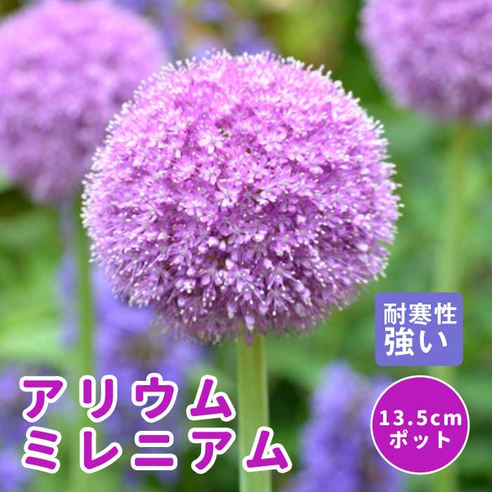 宿根草 苗 アリウム ミレニアム 13.5cmポット しゅっこんそう 多年草のサムネイル