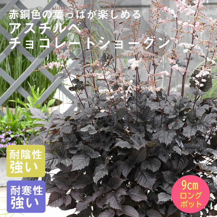 宿根草 苗 アスチルベ チョコレートショーグン 9cmロングポット （登録品種） 日陰 半日陰 シェード ガーデン しゅっこんそう 多年草 ペレニアルのサムネイル