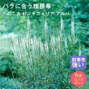 宿根草 苗 ベロニカ ロンギフォリア アルバ 9cmロングポット バラに合う しゅっこんそう 多年草 ペレニアル