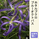 山野草 苗 ホタルブクロ ブルーオクトパス 9cmポット 和風 茶花 鉢植え 露地植え 多年草 宿根草 カンパニュラ campanula blue octpus