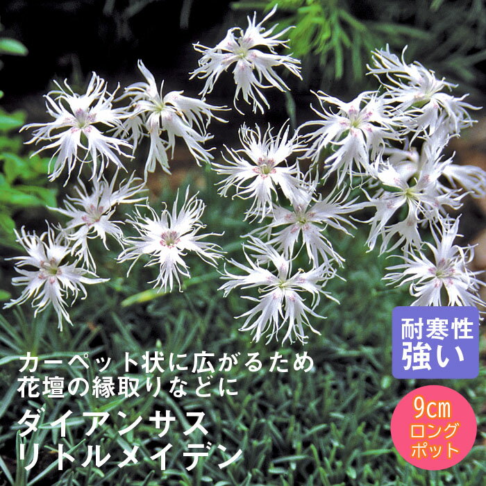 宿根草 苗 ダイアンサス リトルメイデン 9cmロングポット バラに合う しゅっこんそう 多年草 ペレニアル