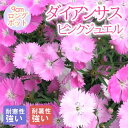 宿根草 苗 ダイアンサス ピンクジュエル 9cmロングポット バラに合う しゅっこんそう 多年草 ペレニアル