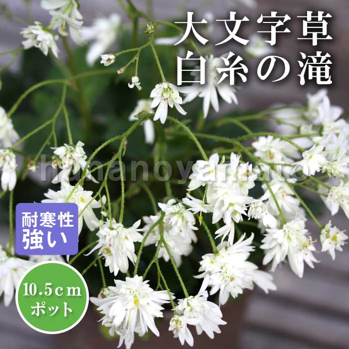 大文字草 白糸の滝 10.5cmポット 白花 遅咲き 八重咲き 苗 山野草 ダイモンジソウ 落葉性 盆栽 耐寒性強い 日陰でも育つ 多年草 草花のサムネイル