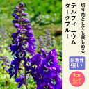 宿根草 苗 デルフィニウム ダークブルー 9cmロングポット 切り花向け しゅっこんそう 多年草 ペレニアル