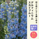 宿根草 苗 デルフィニウム スカイブルー 9cmロングポット 切り花向け しゅっこんそう 多年草 ペレニアル