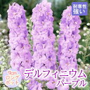 宿根草 苗 デルフィニウム パープル 9cmロングポット しゅっこんそう 多年草 ペレニアル