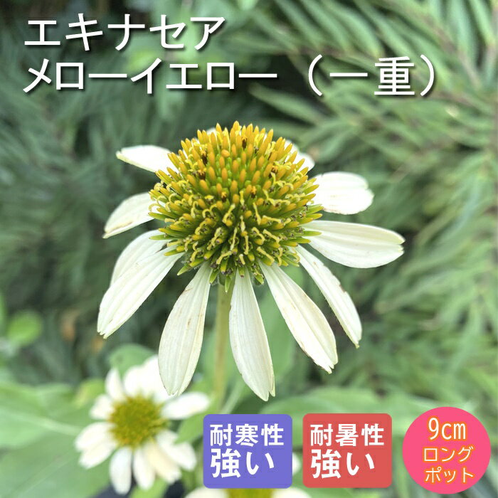 宿根草 苗 エキナセア メローイエロー（一重） 9cmロングポット 草丈の高い ボーダーガーデン 多年草 ペレニアル