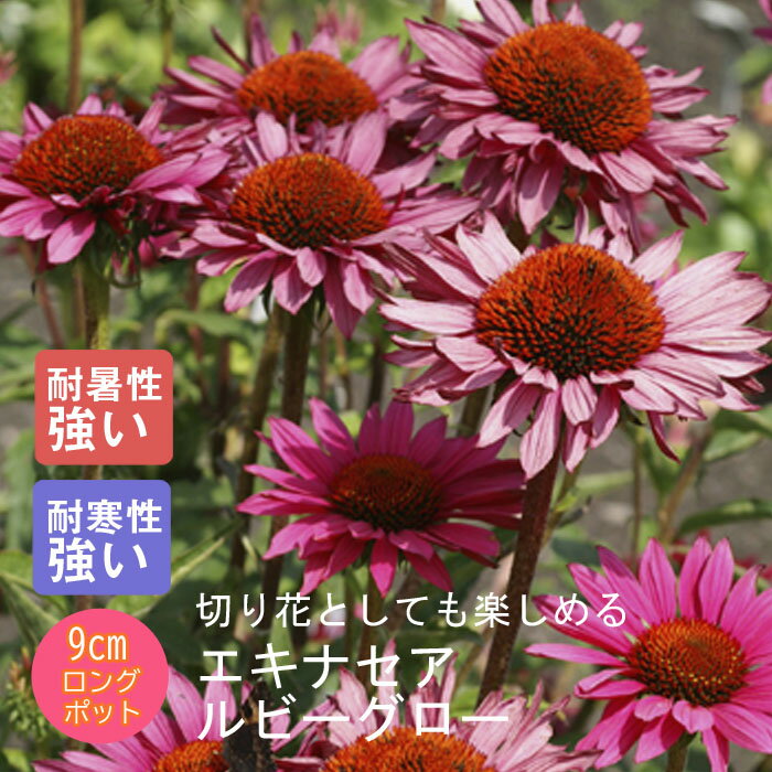 宿根草 苗 エキナセア ルビーグロー 9cmロングポット 切り花向け シェード ガーデン しゅっこんそう 多年草 ペレニアル