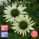 宿根草 苗 エキナセア アラスカ 9cmロングポット 切り花向け しゅっこんそう 多年草 ペレニアル